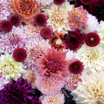 Dahlias