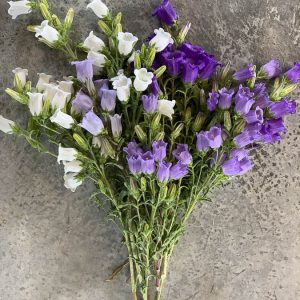 Campanula medium ‘Misto’ - immagine 2