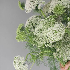 Ammi visnaga ‘Green Mist’ - immagine 2