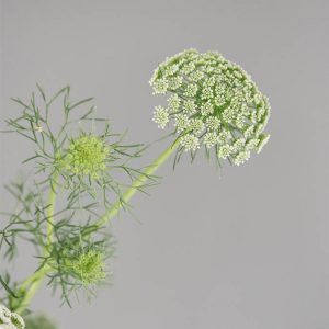 Ammi visnaga ‘Green Mist’ - immagine 3