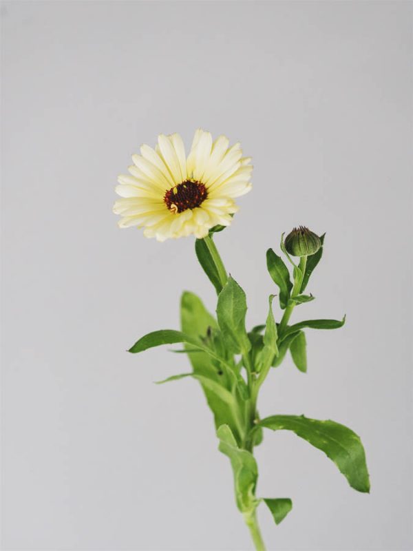 Calendula officinalis crema