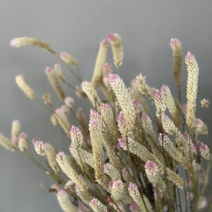 Celosia argentea spicata - immagine 2