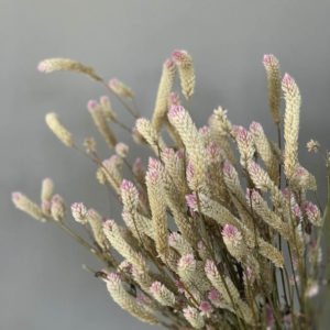 Celosia argentea spicata - immagine 3