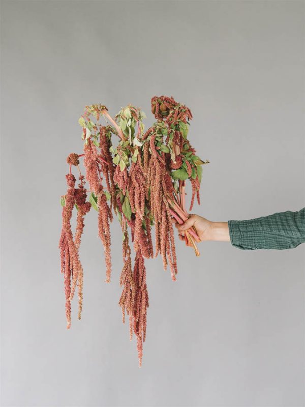 Amaranthus caudatus ‘Coral Fountain’