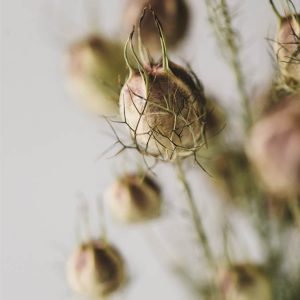 Nigella damascena misto varietà - Image 2