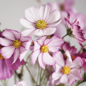 Cosmos bipinnatus ‘Misto rosa’ - immagine 3