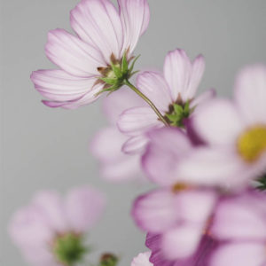 Cosmos bipinnatus ‘Misto rosa’ - immagine 2