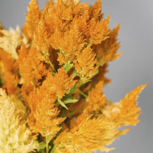 Celosia argentea plumosa ‘Gialla’ - Image 3