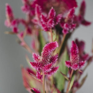 Celosia argentea cristata e plumosa ‘Viola’ - immagine 2