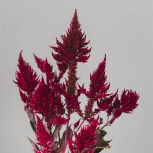 Celosia argentea cristata e plumosa ‘Viola’ - immagine 3