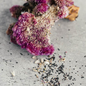 Celosia argentea cristata e plumosa ‘Viola’ - immagine 4