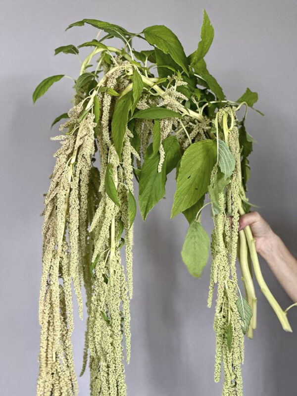 Amaranthus caudatus ‘Green’