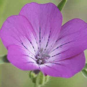 Agrostemma githago ‘Viola’ - immagine 2