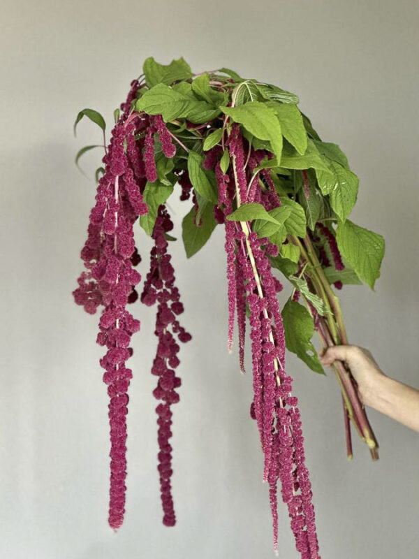 Amaranthus caudatus ‘Boom Viola’