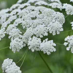 Ammi majus - Image 3