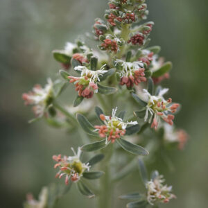 Reseda odorata - Image 2