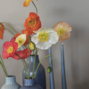 Papaver nudicaule ‘Ballerina mix’ - immagine 2