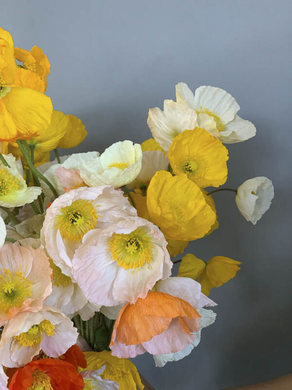 Papaver nudicaule ‘Ballerina mix’